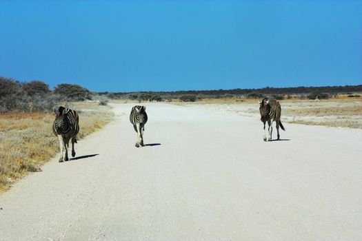 Namibian wild life, Etosha park, dry season