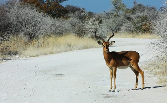 Namibian wild life, Etosha park, dry season