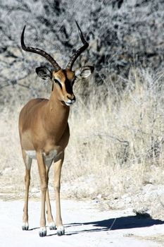 Black faced impala in Etosha park, Namibia