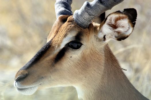 Black faced impala in Etosha park, Namibia