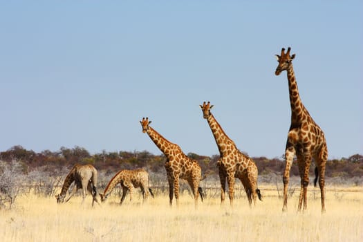 Namibian wild life, Etosha park, dry season