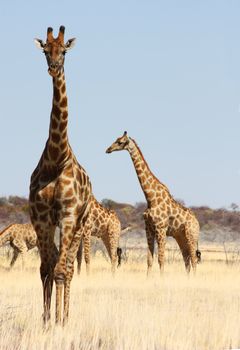 Namibian wild life, Etosha park, dry season