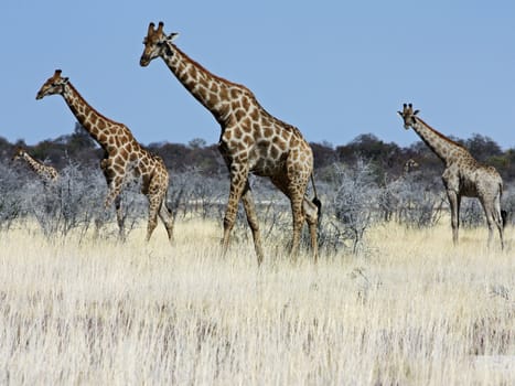 Namibian wild life, Etosha park, dry season