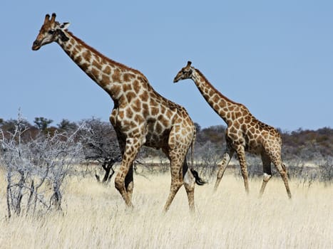 Namibian wild life, Etosha park, dry season