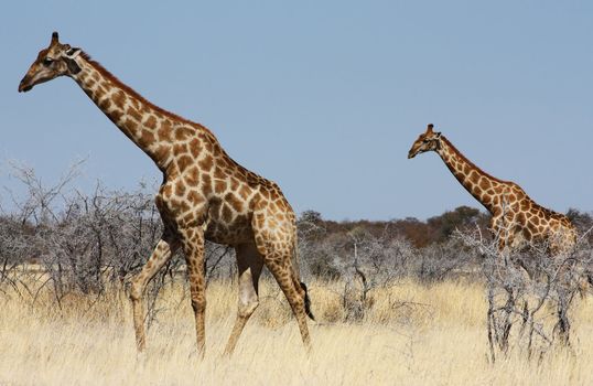 Namibian wild life, Etosha park, dry season