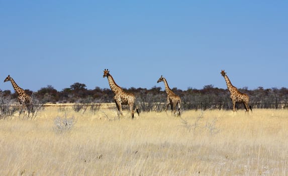 Namibian wild life, Etosha park, dry season