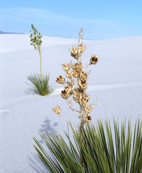 White Sands