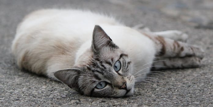 Clear brown cat with green eyes lying on the pavement and looking at the photographer