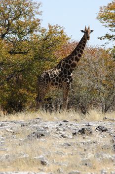 Namibian wild life, Etosha park, dry season