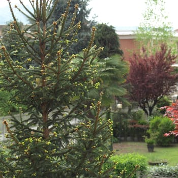 A garden with different species of trees