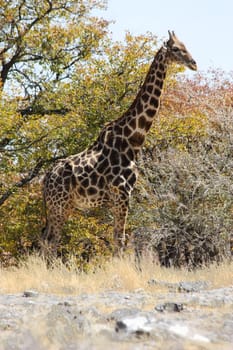 Namibian wild life, Etosha park, dry season