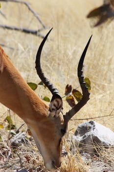 Namibian wild life, Etosha park, dry season