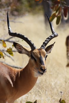 Namibian wild life, Etosha park, dry season