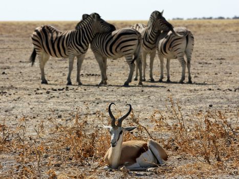 Namibian wild life, Etosha park, dry season