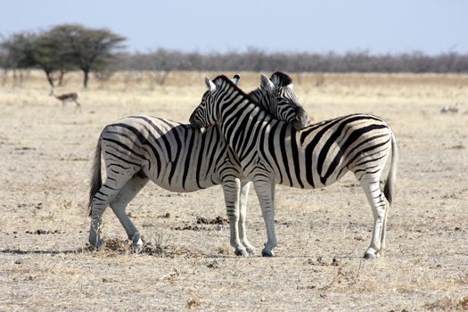 The rest of zebras, Namibia, Etosha Park