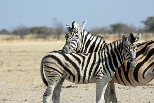 Namibian wild life, Etosha park, dry season