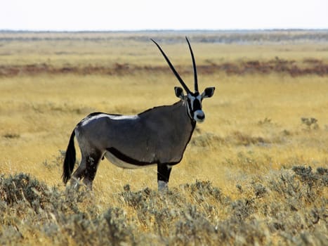 Namibian wild life, Etosha park, dry season