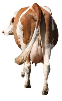 Back of a cow with big udders isolated in white background