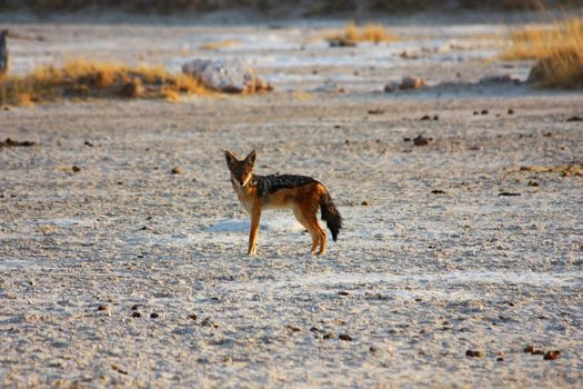 Namibian wild life, Etosha park, dry season