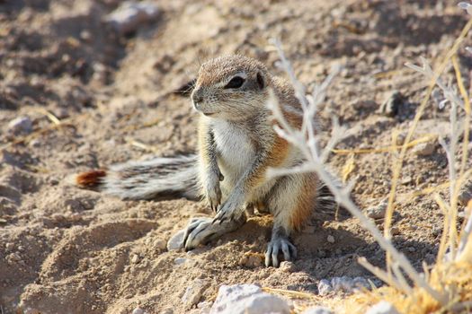 Namibian wild life, Etosha park, dry season