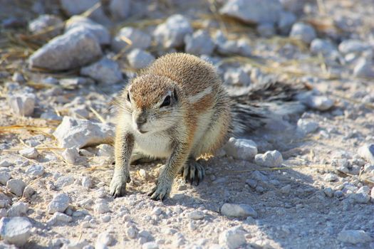 Namibian wild life, Etosha park, dry season