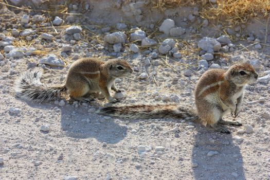 Namibian wild life, Etosha park, dry season