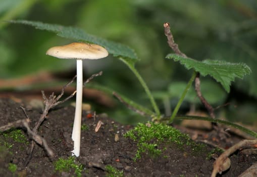 Isolated clear mushroom on the ground in the forest surrounded with green leaves