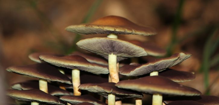 Group of brown mushrooms with a white stems in the forest
