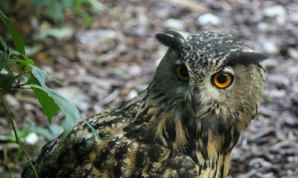 Face of an eagle owl with its two orange eyes looking aside