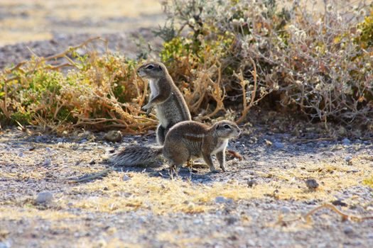 Namibian wild life, Etosha park, dry season