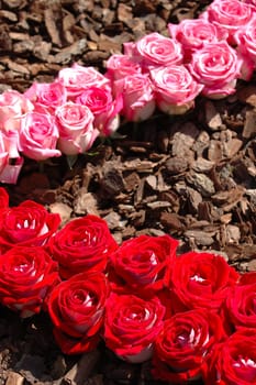 Pattern of pink and red roses, and the barks
