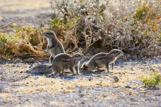 Namibian wild life, Etosha park, dry season