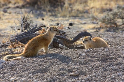 Namibian wild life, Etosha park, dry season