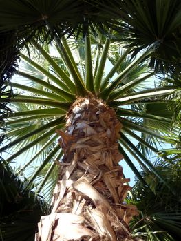 Palm tree viewed from down of the trunc and under the big and long green leaves