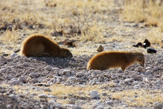 Namibian wild life, Etosha park, dry season