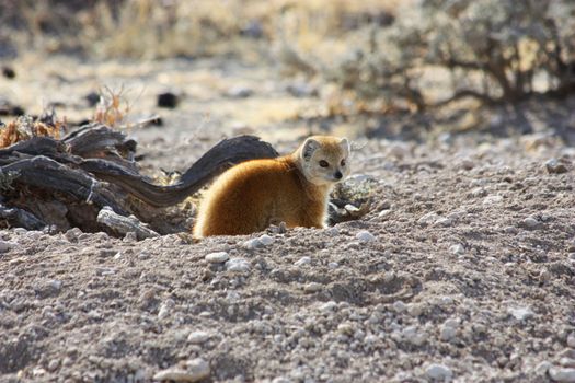 Namibian wild life, Etosha park, dry season