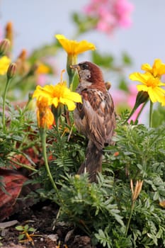 Brown sparrow eating in the middle of lots of colored flowers and plants