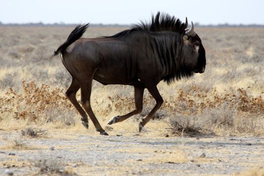 A gnu running in Etosha Park, Namibia