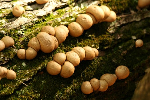 Some Mushrooms on a tree