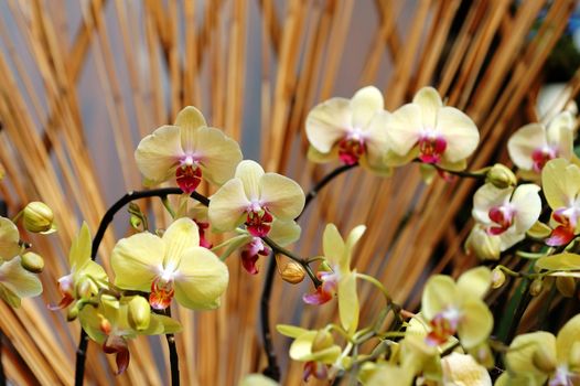 The yellow orchid flowers over bamboo sticks