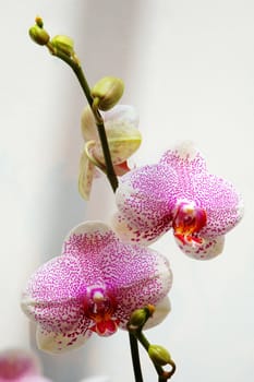 The pink spot orchid over white background