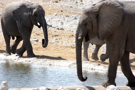 Namibian wild life, Etosha park, dry season