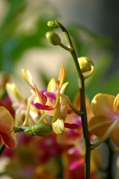 A close up shot of yellow orchid