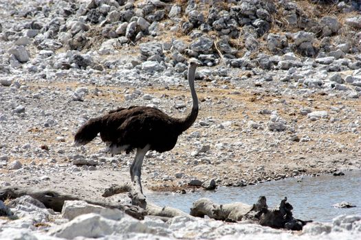 Namibian wild life, Etosha park, dry season