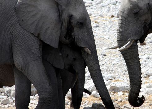 Elephants: mother and son, Namibia, Etosha Park