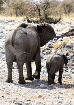 Namibian wild life, Etosha park, dry season