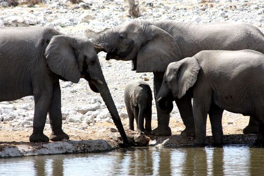 Namibian wild life, Etosha park, dry season