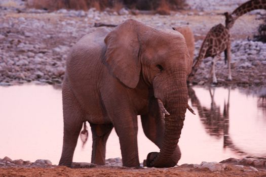 Namibian wild life, Etosha park, dry season