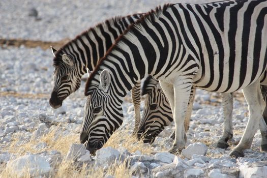 Zebras: looking for something to eat, Namibia, Etosha Park