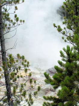 Yellowstone National Park View